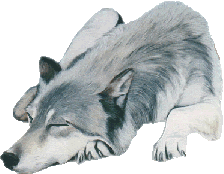 animaatjes-wolven-07681